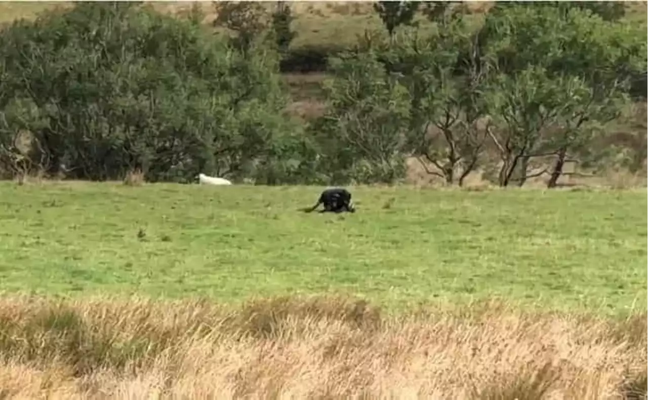 Teenagers shocked after filming 'big cat' while on a camping trip in the on Peak District