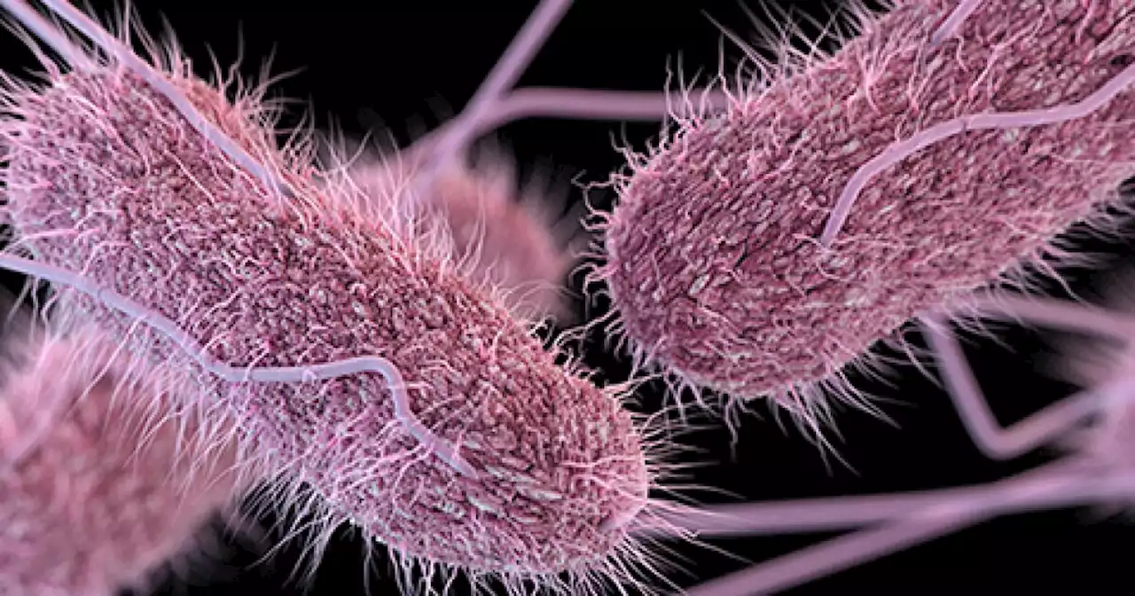 CAHAN issues Salmonella health advisory for travelers to and from Mexico