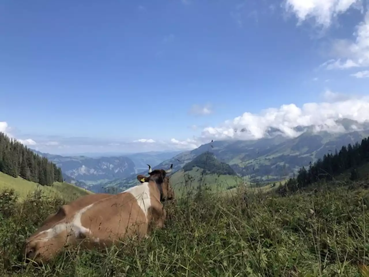 Drei Hitzewellen machen den Sommer 2022 zum zweitheissesten - bauernzeitung.ch