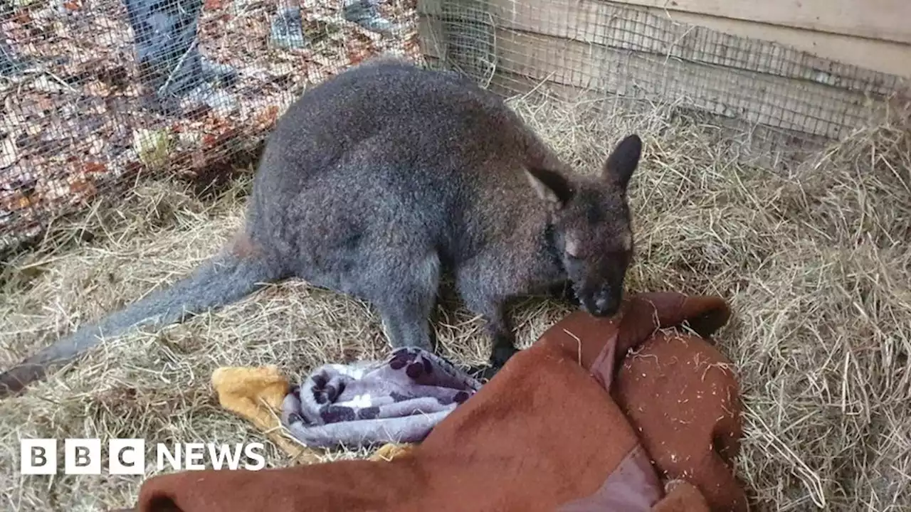 Gateshead wallaby on the loose caught and rehomed at zoo