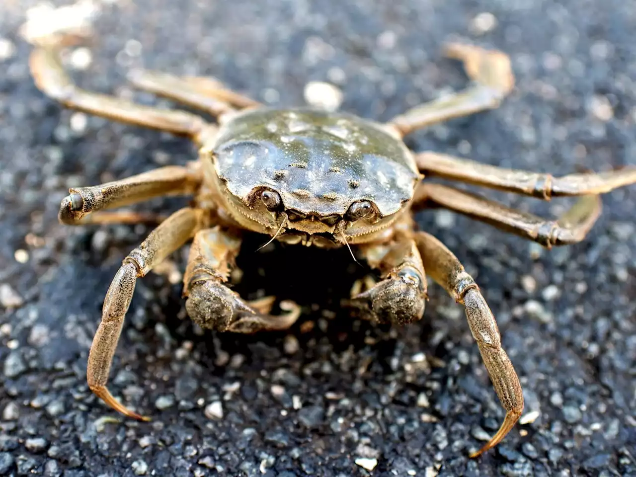 A man in China was hospitalised after he ate a live crab to 'take revenge for my daughter' | Businessinsider