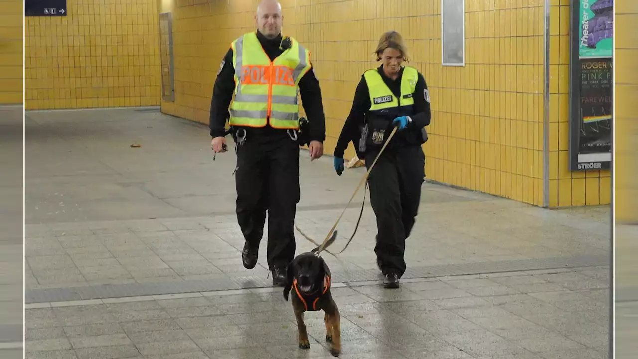 Polizeihund Gustav verfolgte Messerstecher vom Plänterwald