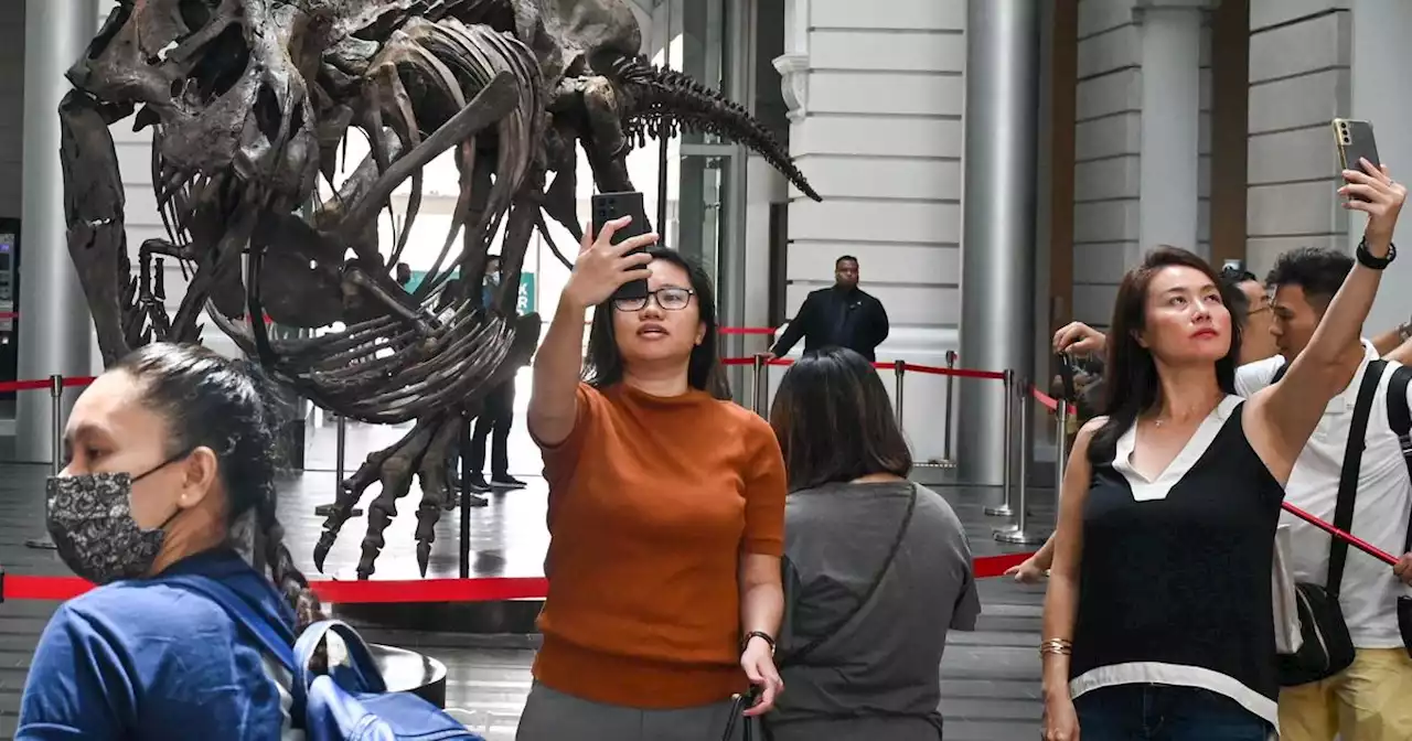 T. rex display heats up debate over auctions of dinosaur skeletons: 'Harmful to science'