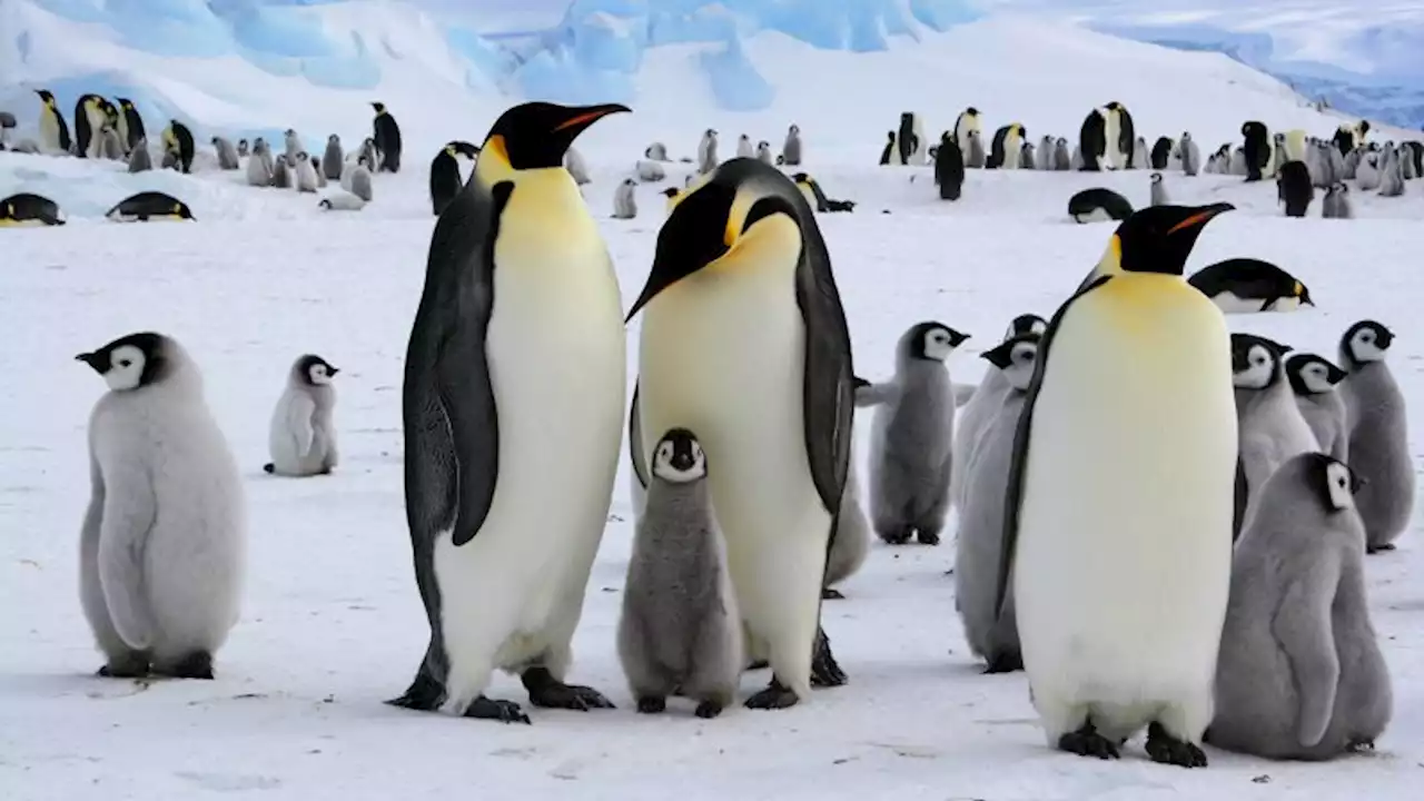 Antarctica's emperor penguins at risk of extinction due to the climate crisis | CNN