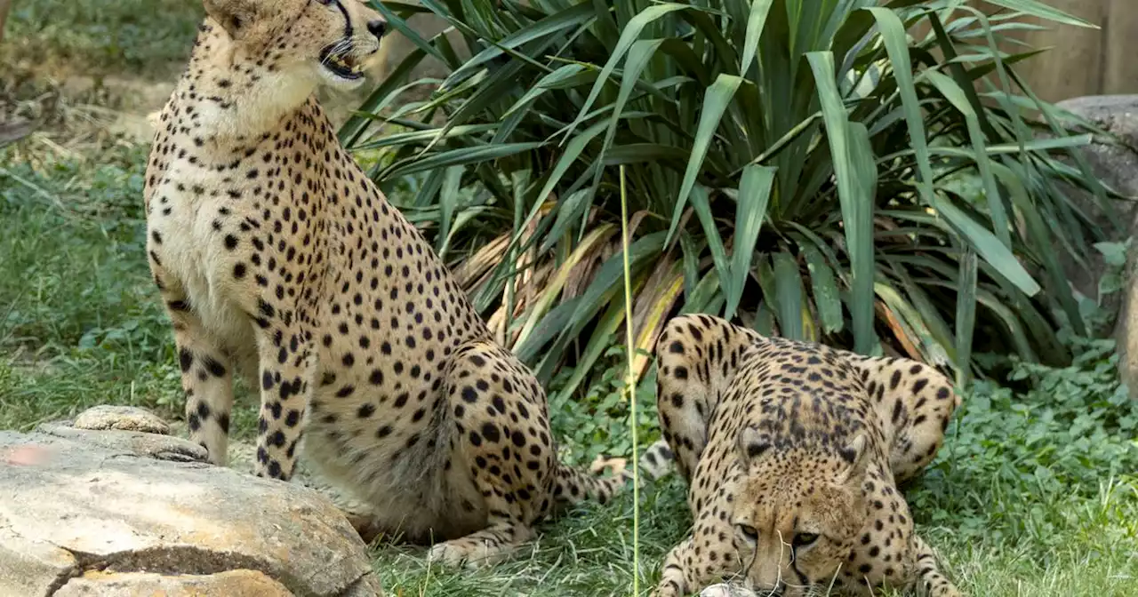 Dallas Zoo announces death of 10-year-old cheetah from apparent kidney failure