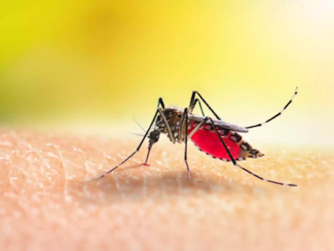 KZN: Are mosquitoes out for your blood? #MosquitoMagnet