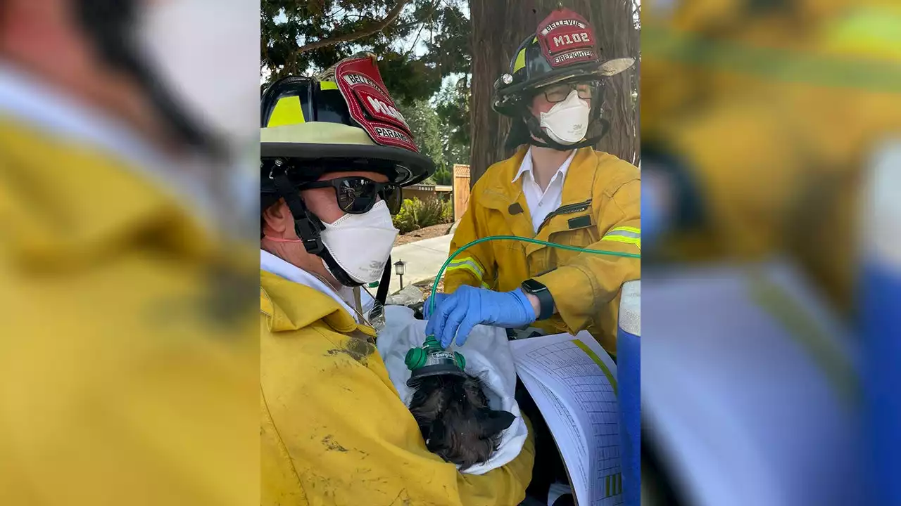 On National Cat Day, Bellevue Fire rescues David Hasselfluff