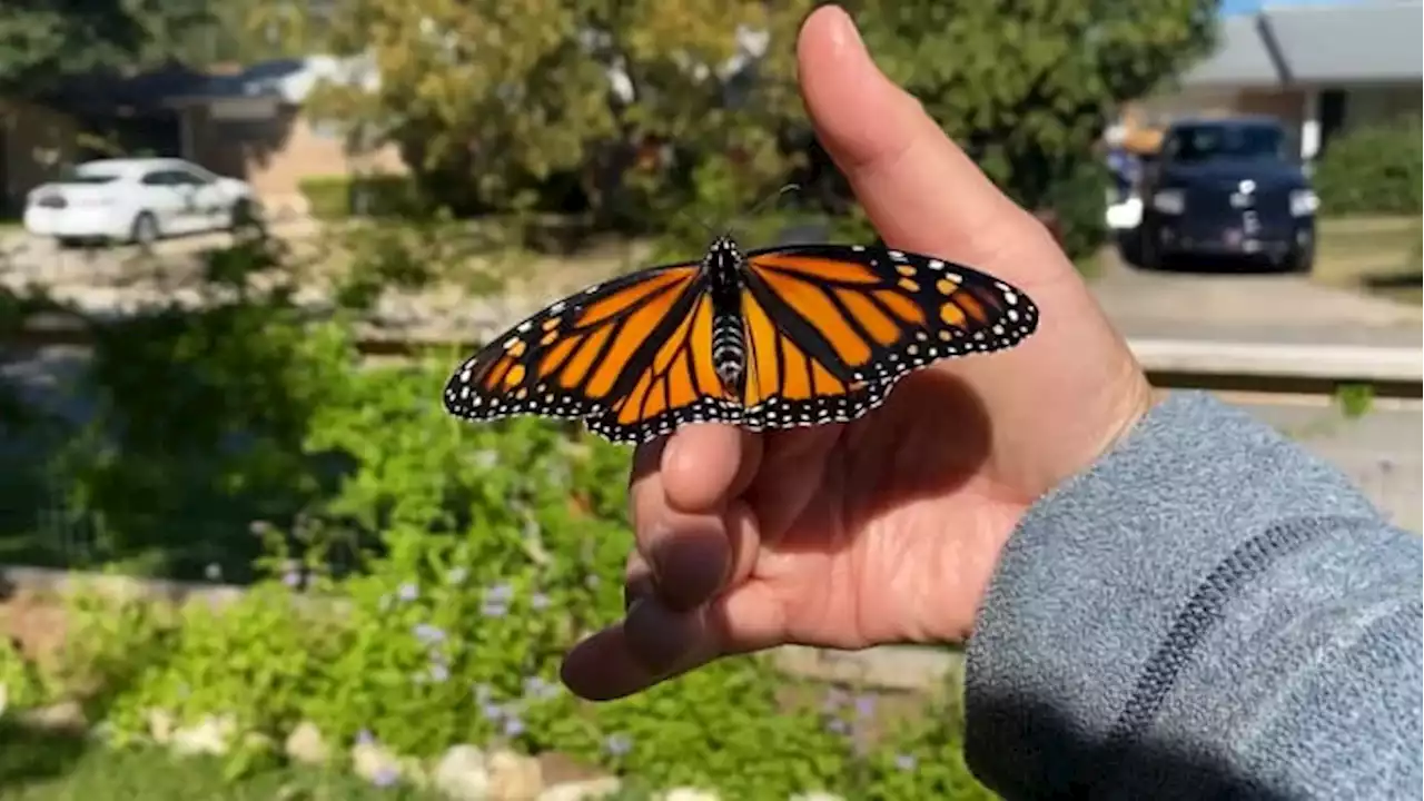 Monarchs are migrating through South Texas right now