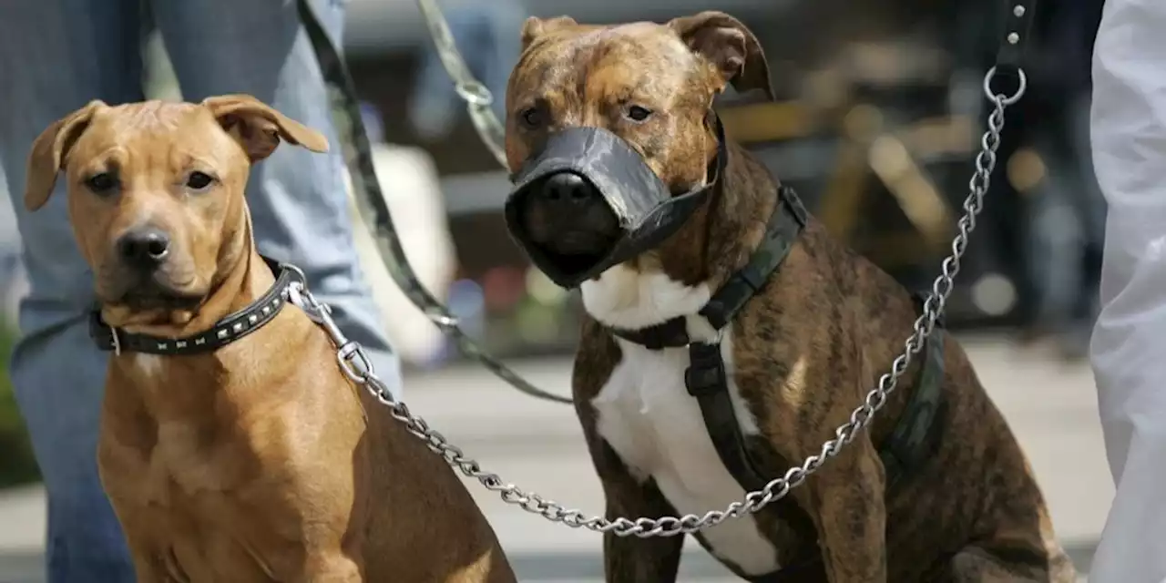 Importierte Hunde beissen immer häufiger zu