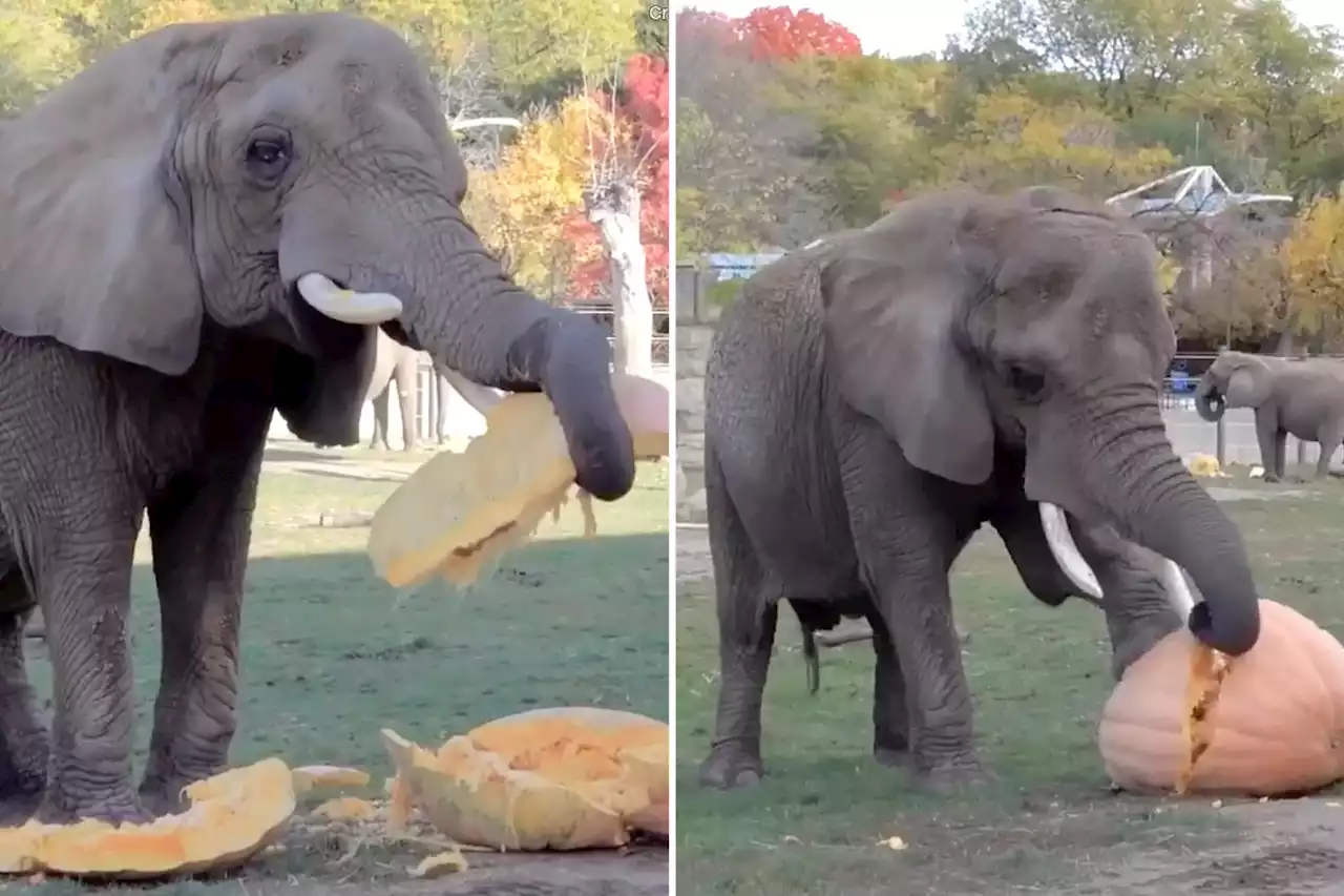 Elephants at Milwaukee County Zoo have smashing ‘gourd’ time with giant pumpkins