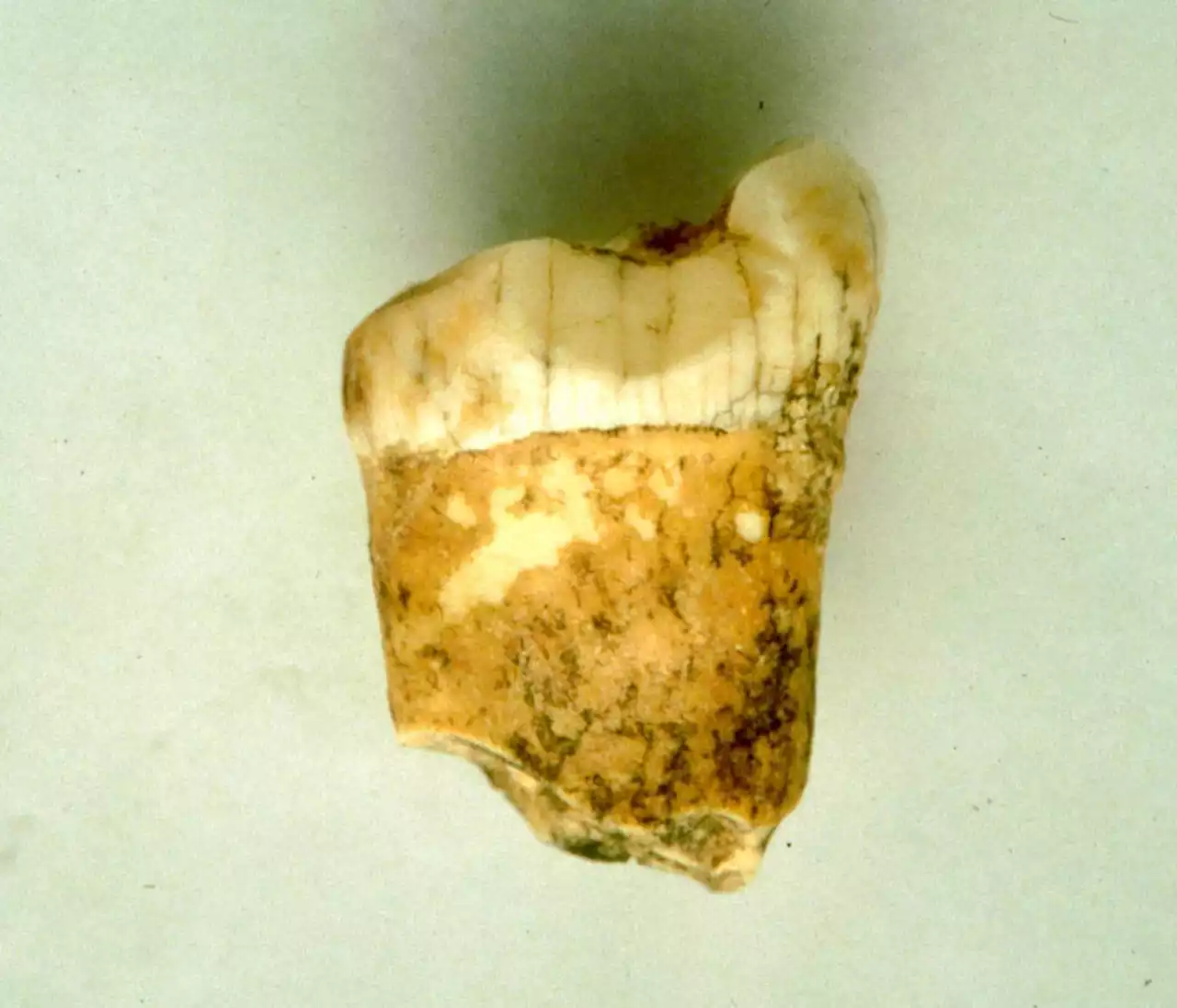 New Evidence That Neanderthals Were Carnivores