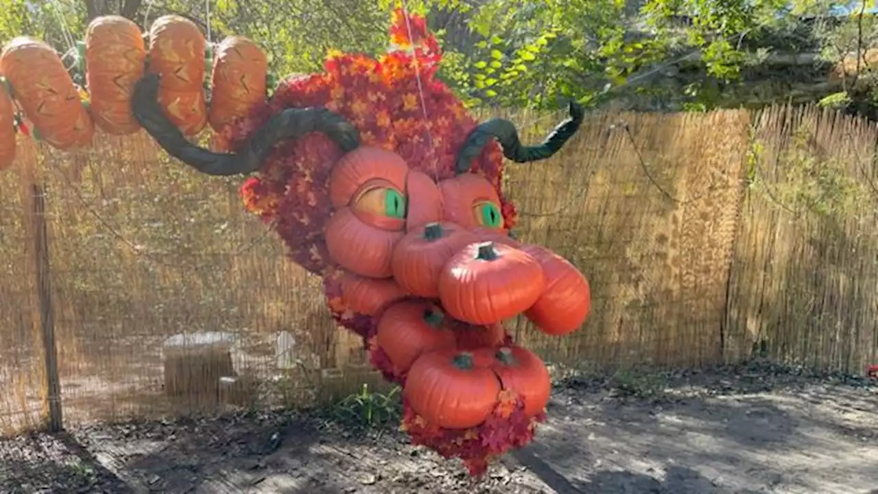 Texas artist turns pumpkins into creature carvings