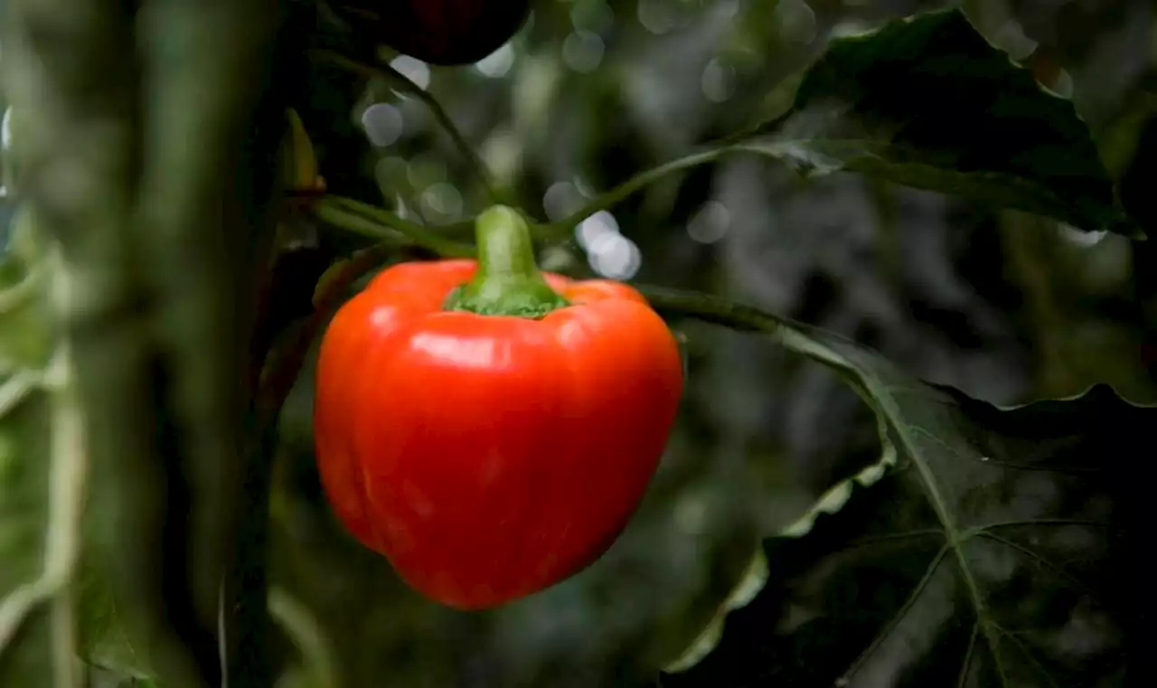 Indoor growing could feed Canadians — and others — year-round – Terrace Standard