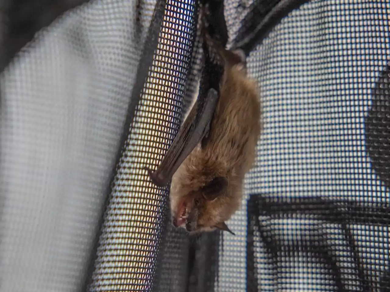 White-nose syndrome affecting Saskatchewan bats, says Nature Conservancy