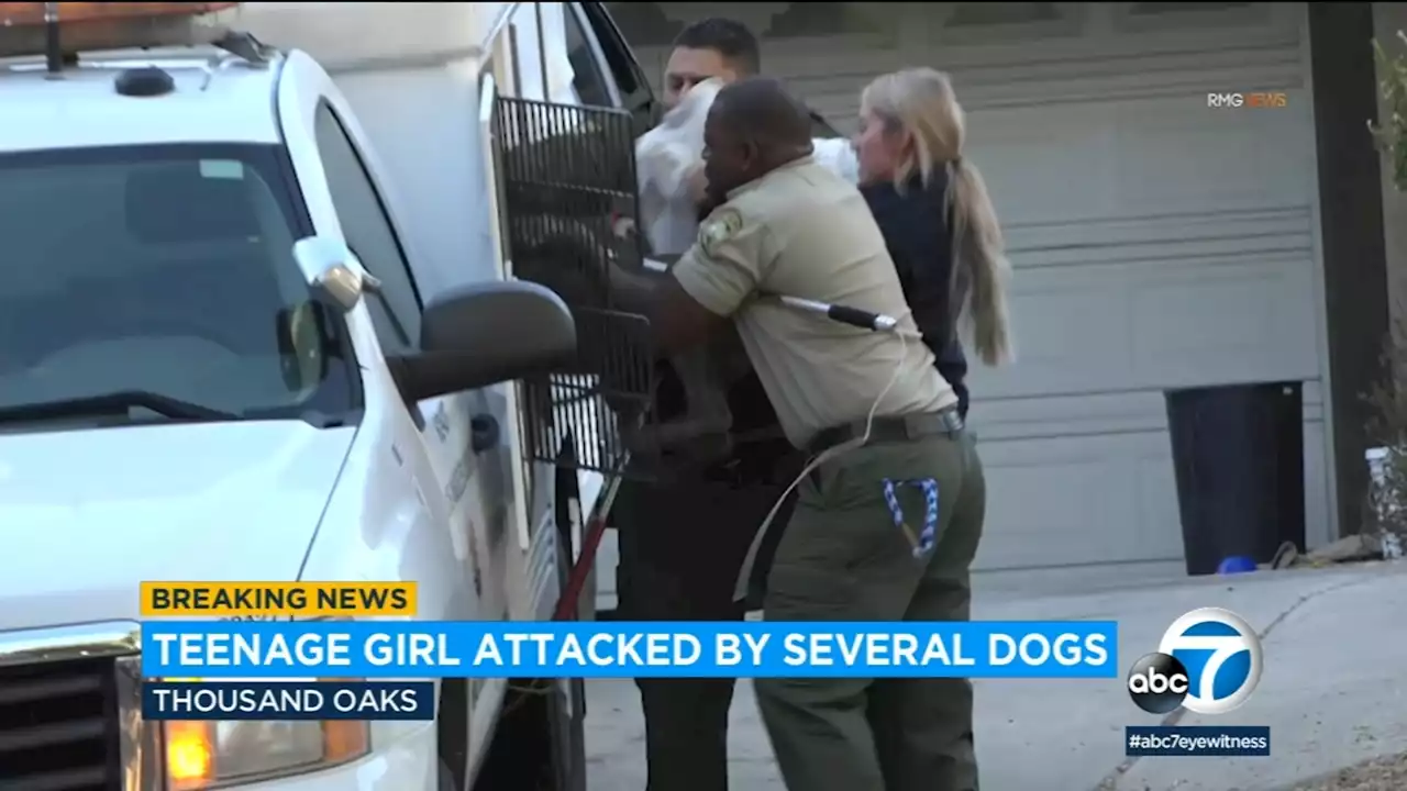 Teen girl hospitalized after being attacked by several dogs in Thousand Oaks, authorities say