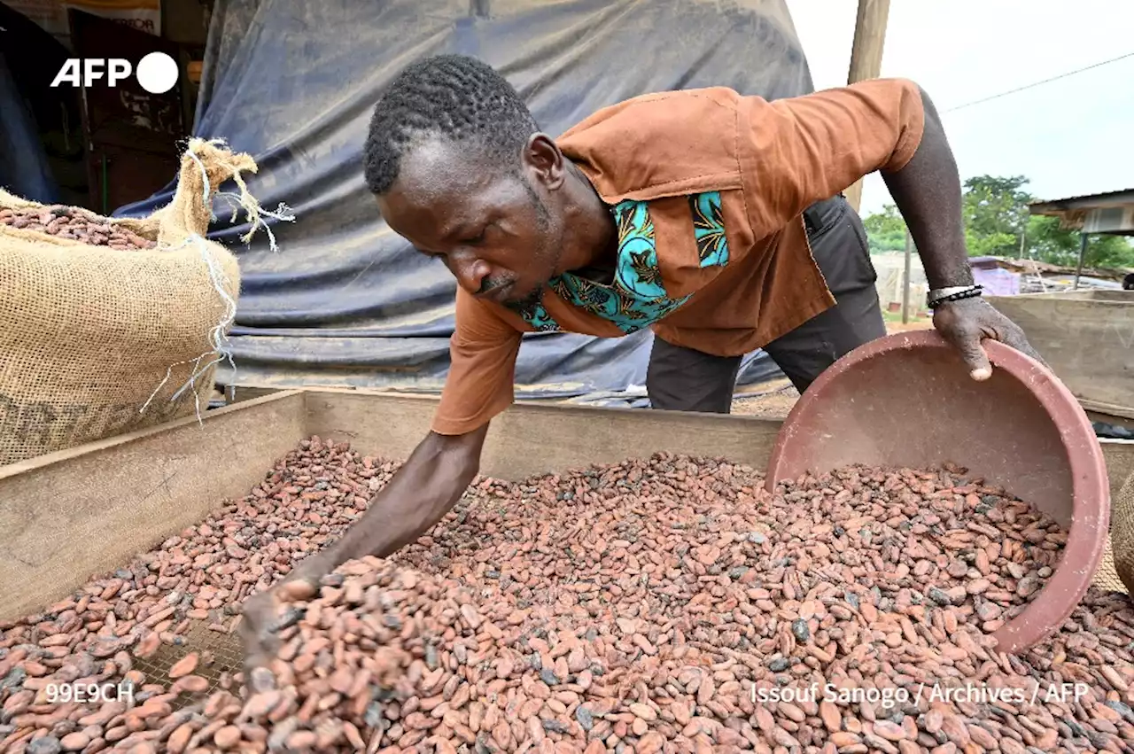 Pour continuer de manger du chocolat, il va falloir payer plus les producteurs