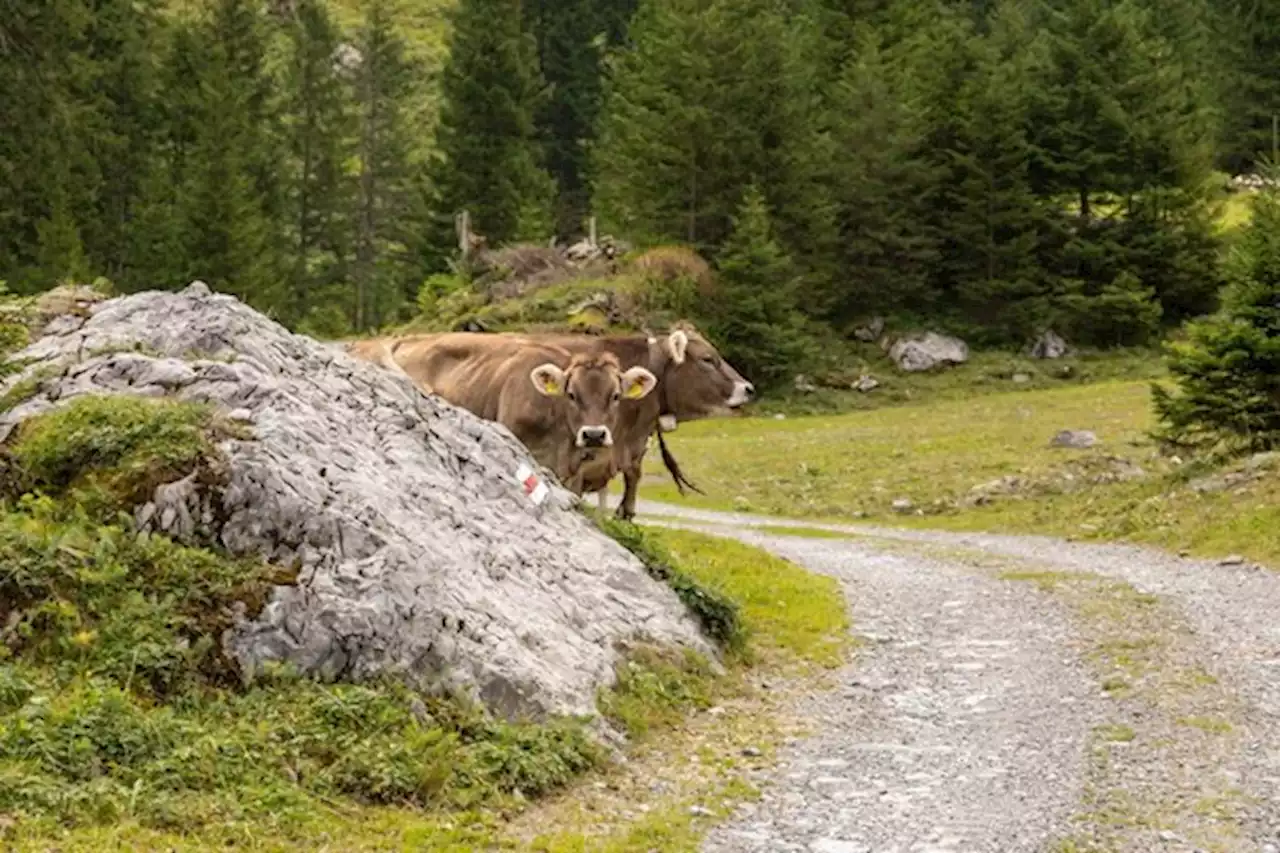 Ethikkommission fordert Verkleinerung des Schweizer Tierbestands und mehr Ackerbau direkt für den Menschen - bauernzeitung.ch