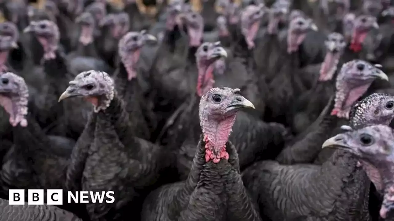 Christmas turkey fears as England bird flu rules widened