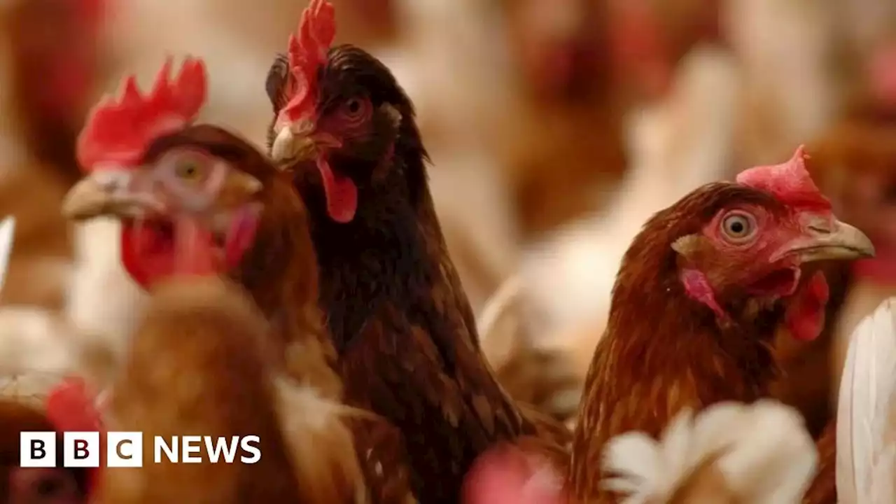 Bird flu confirmed in Aberdeenshire and Orkney