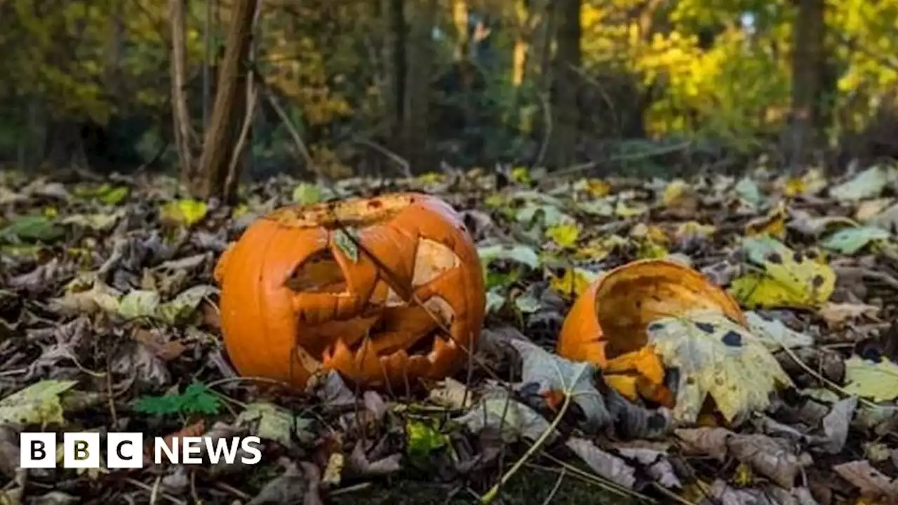 Halloween warning of threat pumpkins pose to hedgehogs