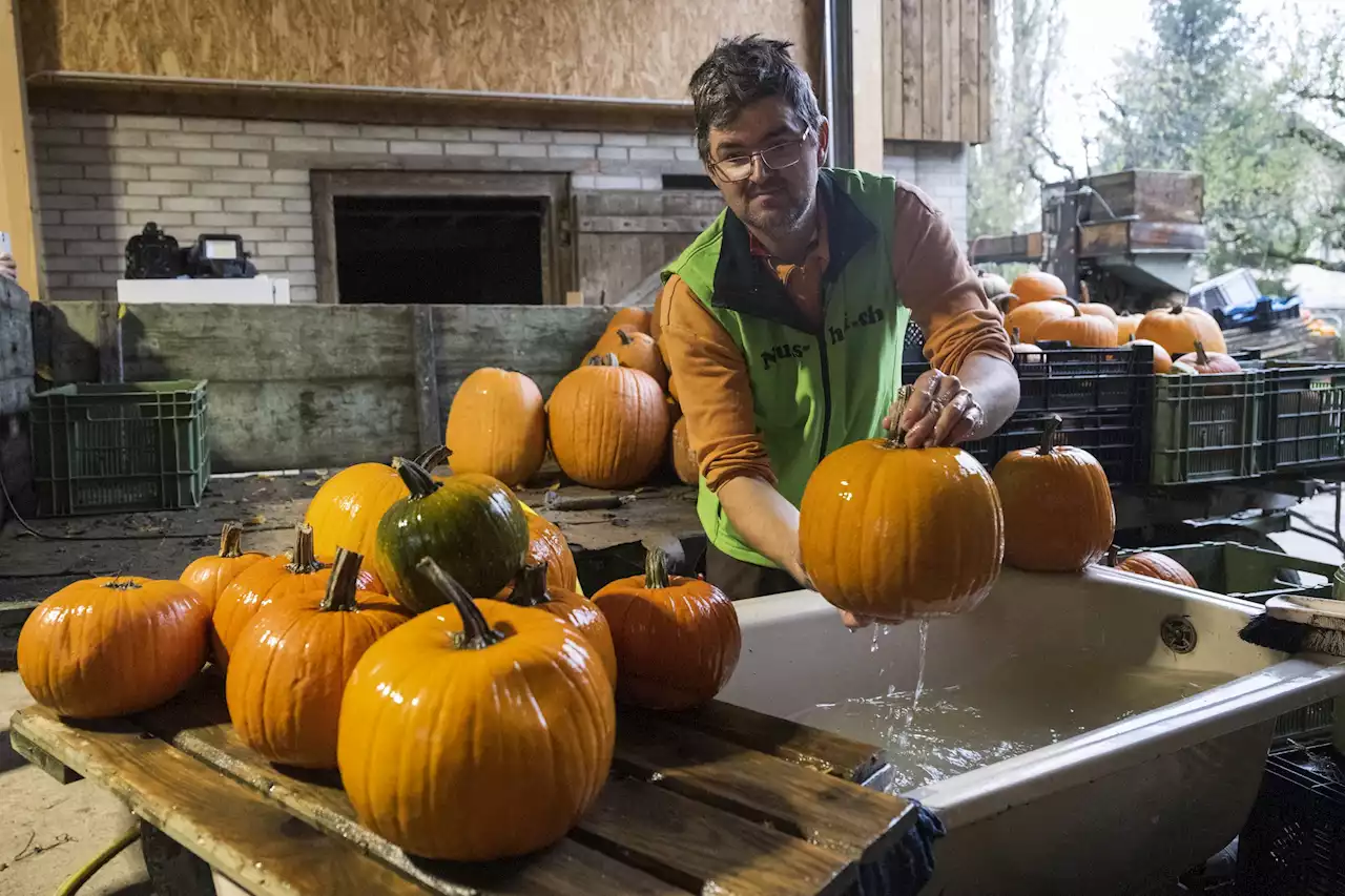 Ernte im Kanton Bern – Der Kürbis boomt – nicht nur an Halloween