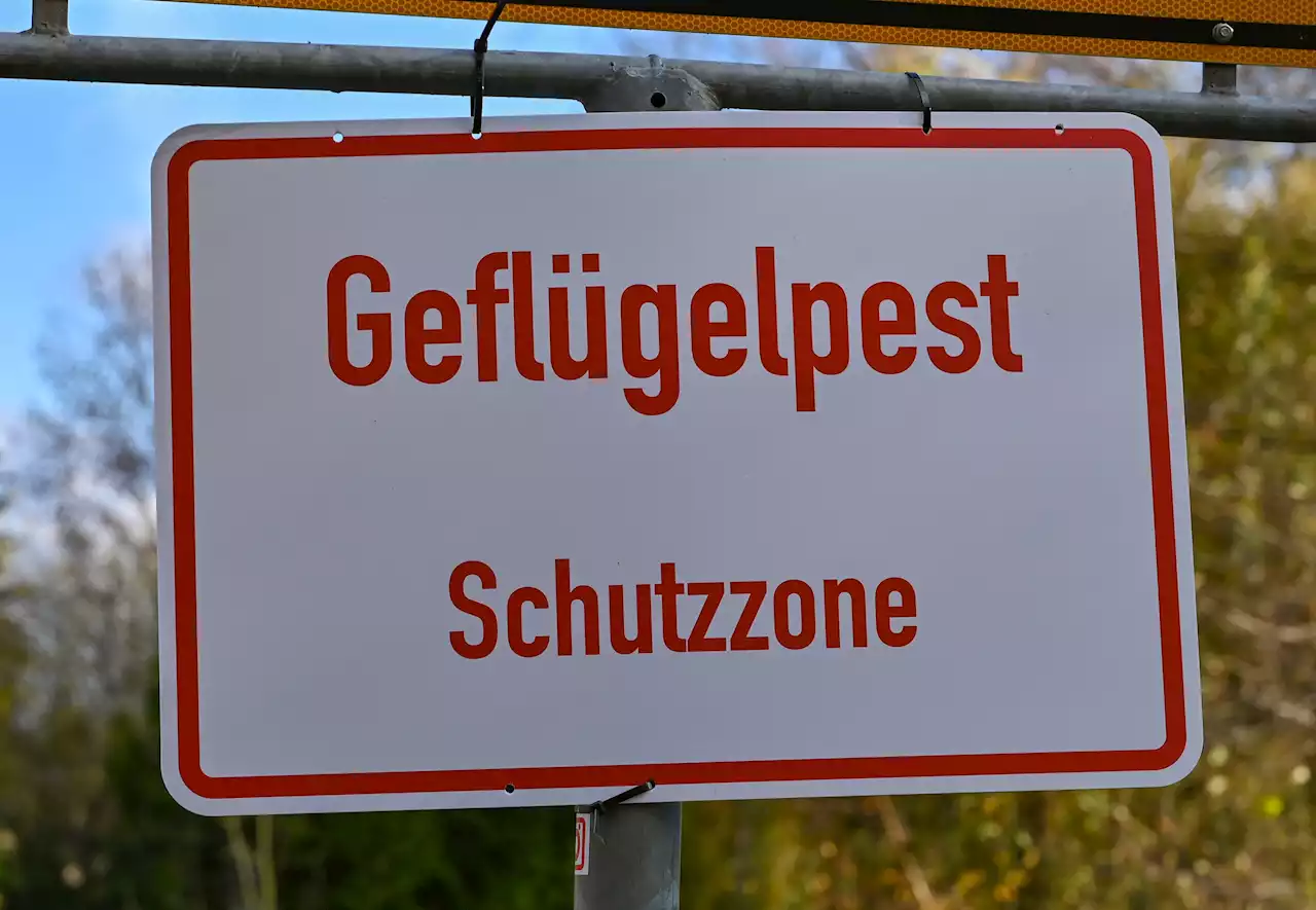 Erster Fall von Geflügelpest in Bayern seit Monaten