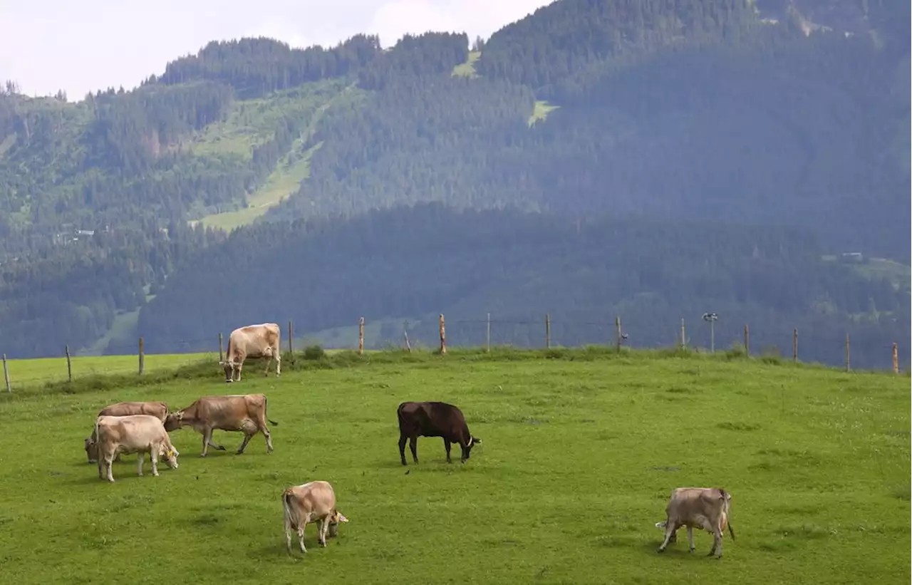 Wölfe in Bayern – Viele Alpen und Almen nicht zu schützen