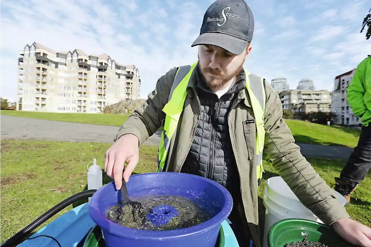 Surf smelts spawning again in Lime Bay, after restoration project