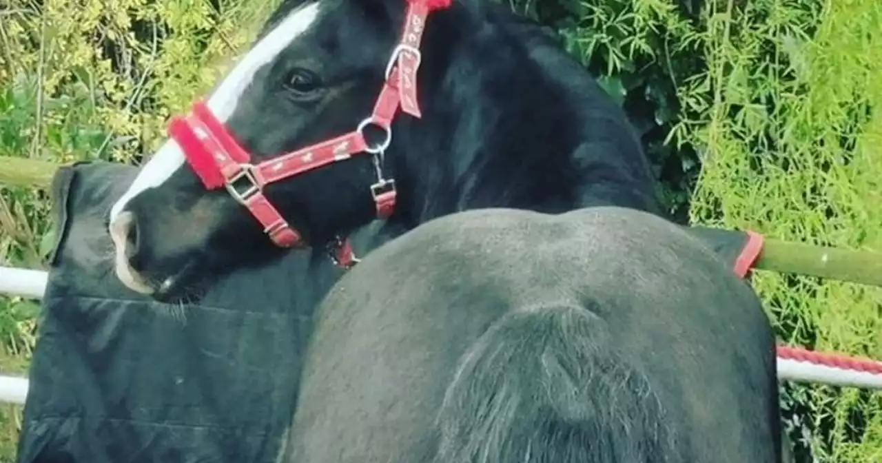 Owner fumes obese horse will 'explode' after being fed every day by walkers