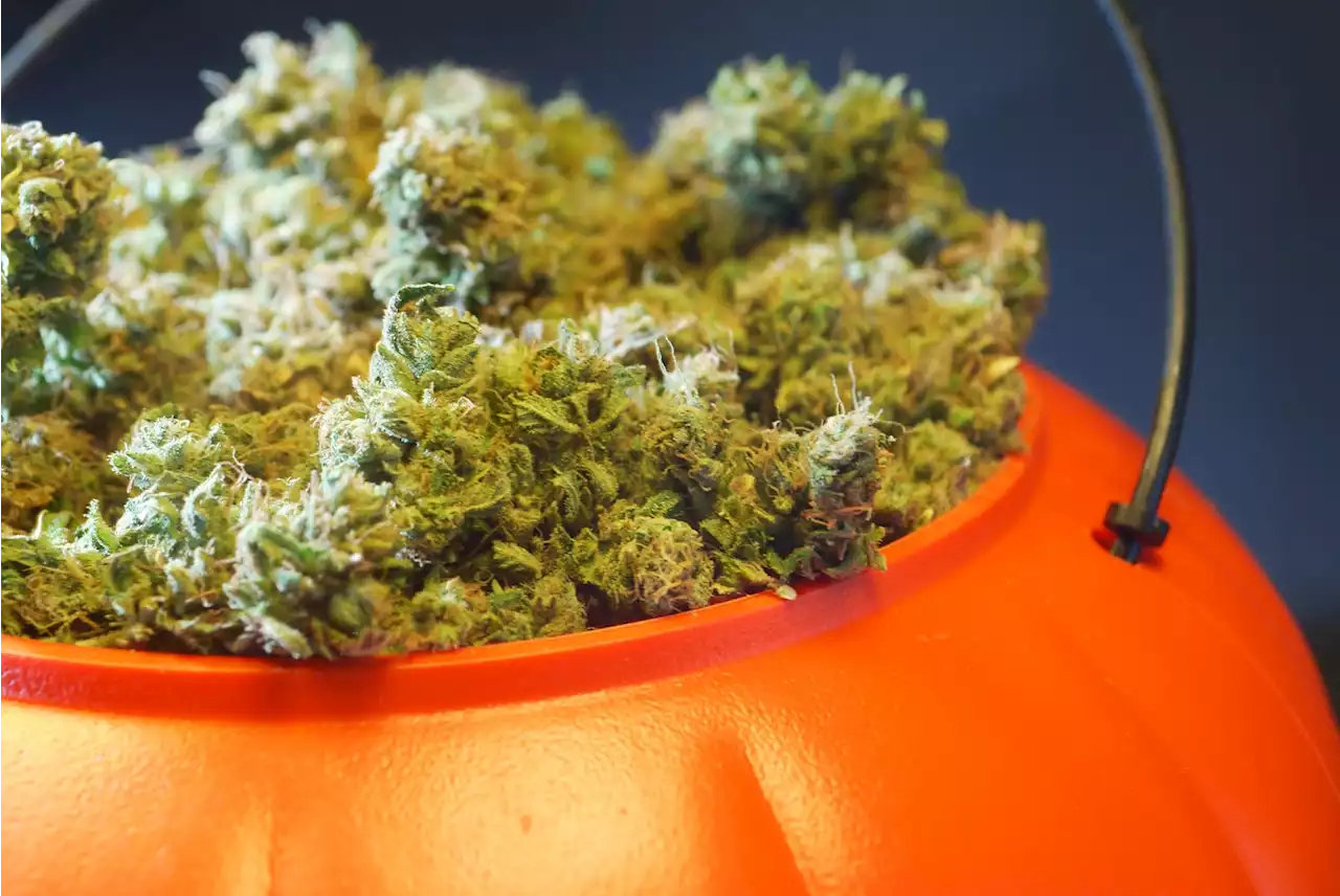 Cannabis Calendar: Pot-Friendly Events Don't End on Halloween