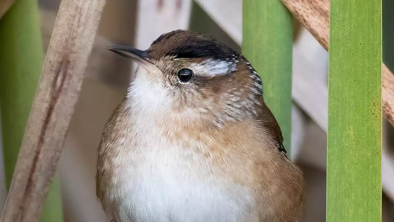 Distinctive singers, a variety of tiny wrens found in Ohio boast bold voices