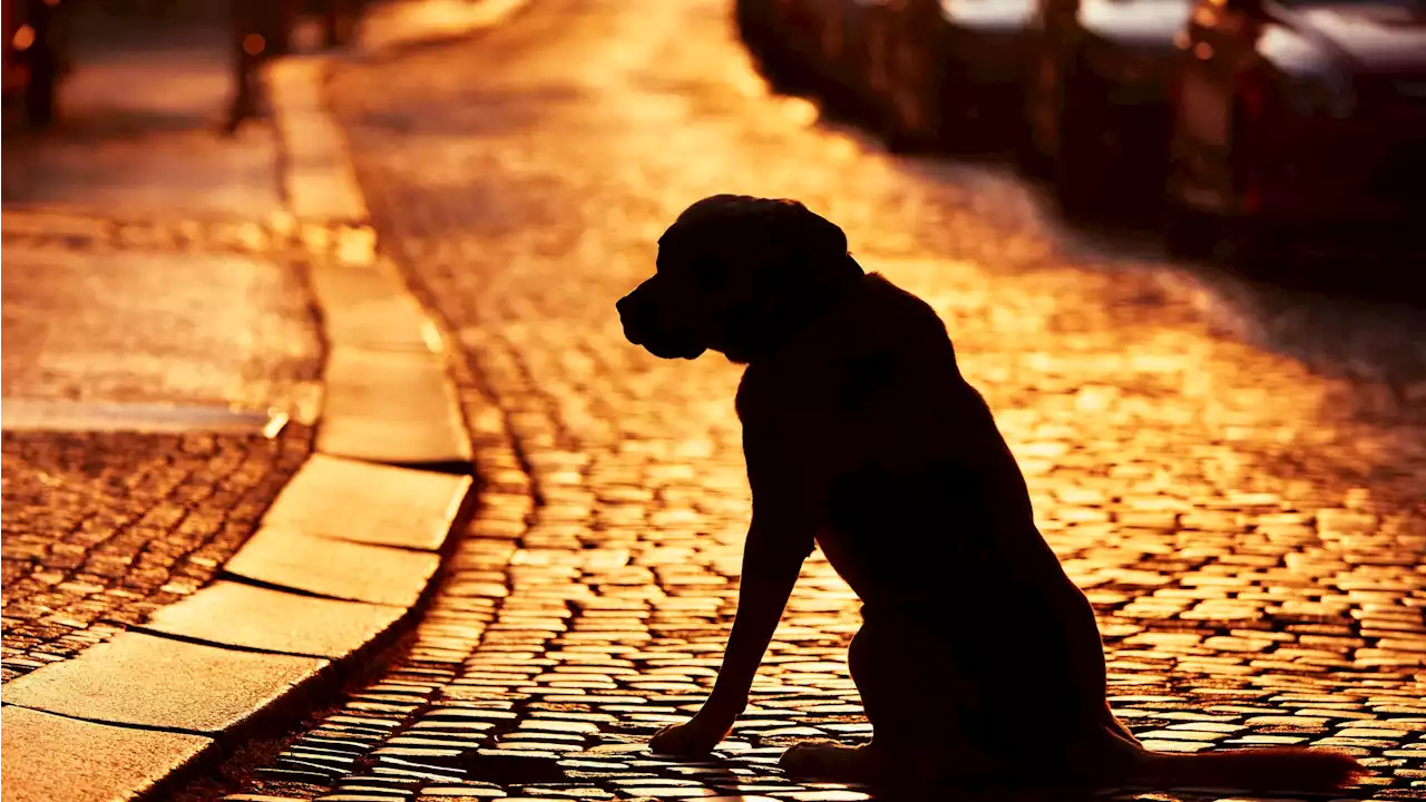 Dog spotted in Mexico running with human head in its mouth