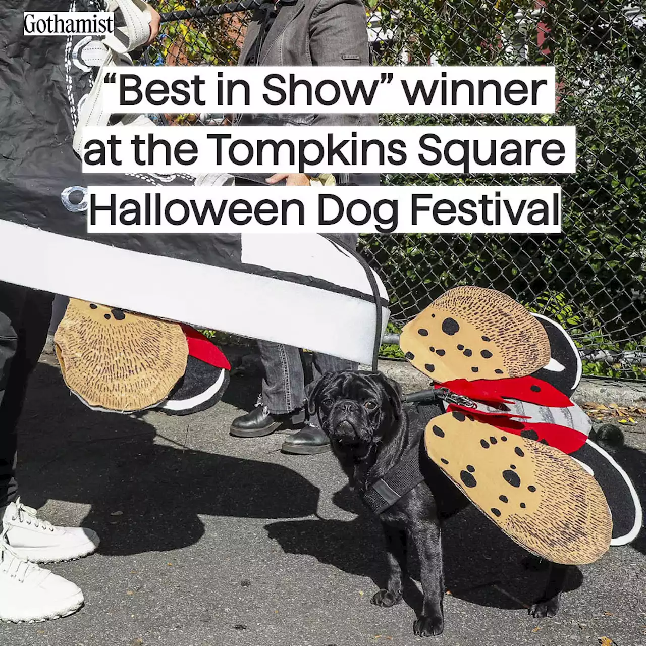 Exclusive: 'Best in Show' winner at the Tompkins Square Halloween Dog Festival