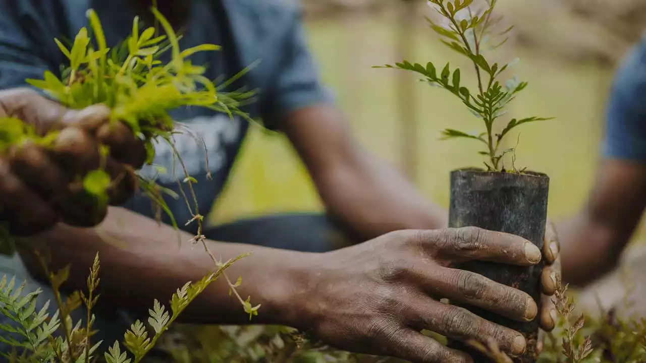 Architects launch tree planting campaign in Niger | The Guardian Nigeria News - Nigeria and World News