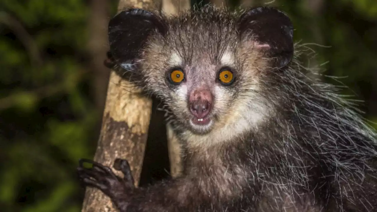 Researchers find why aye-ayes shove their longer middle finger up their brains