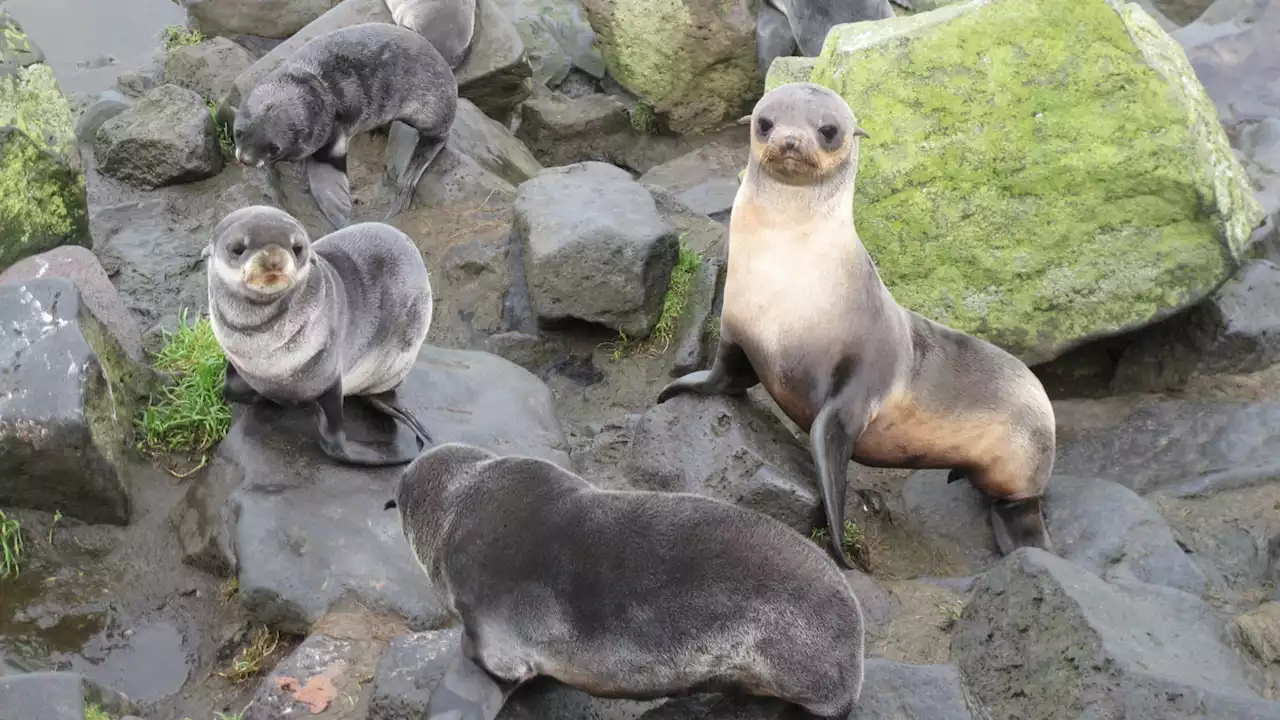 Seal hunting regulations on St. Paul Island show a new path for federal marine mammal protection