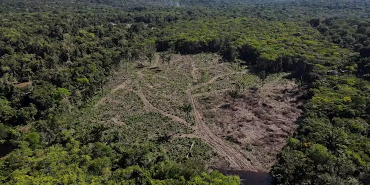 La Norvège relance ses aides au Brésil pour lutter contre la déforestation de l'Amazonie