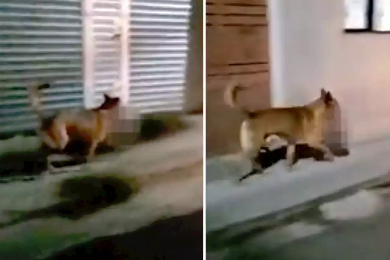 Dog caught running with decapitated head in mouth through Mexican town