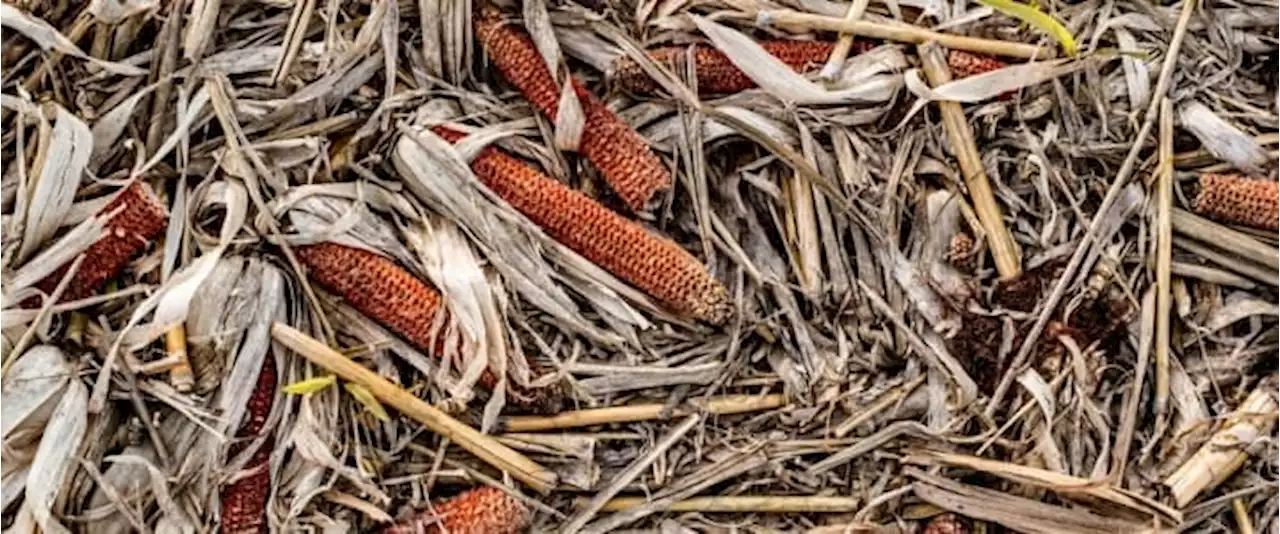 “Purely Outrageous”: Biden Blasts Russia’s Withdrawal From Grain Export Deal | OilPrice.com