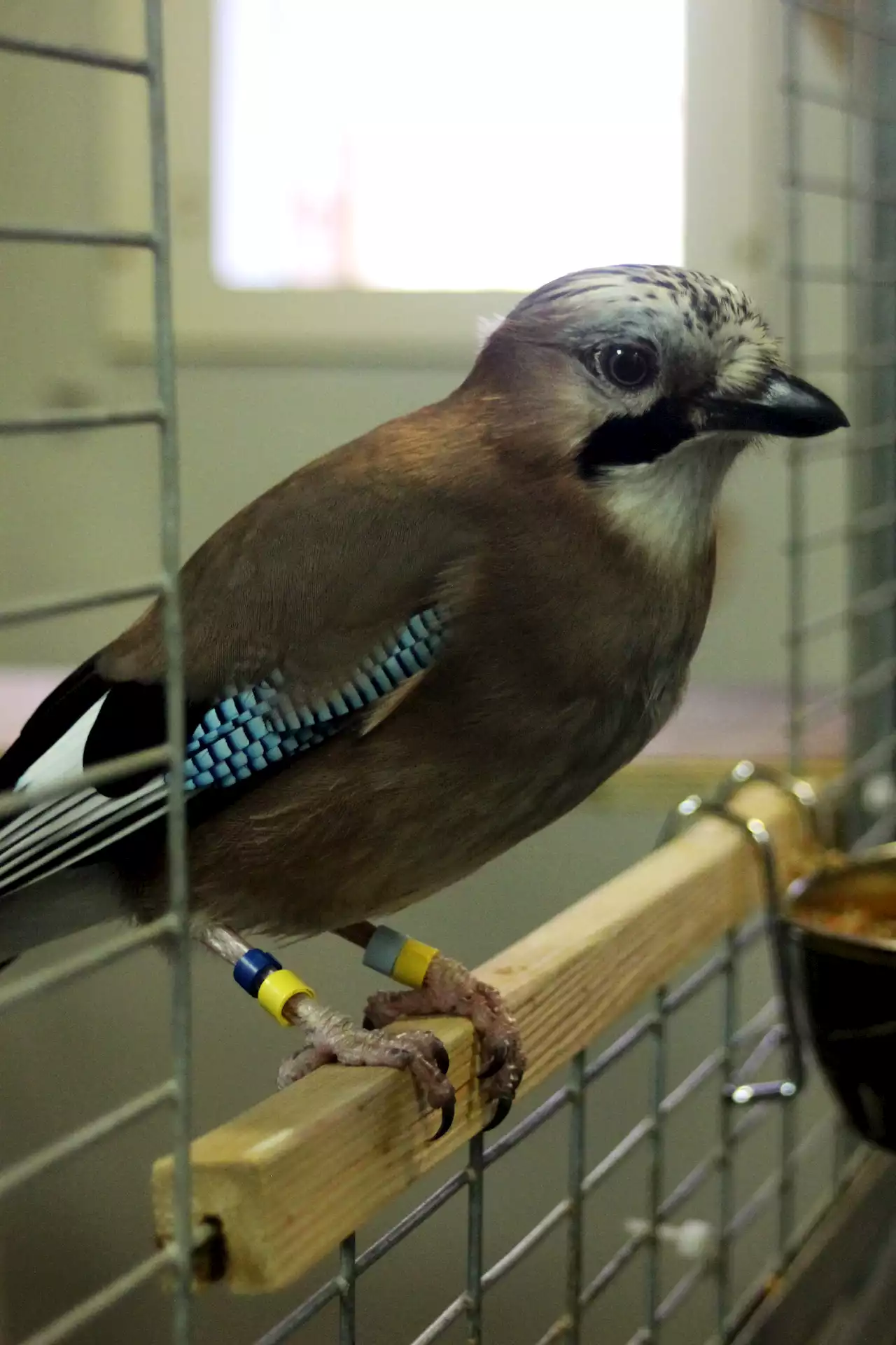 Just like humans, more intelligent jays have greater self-control