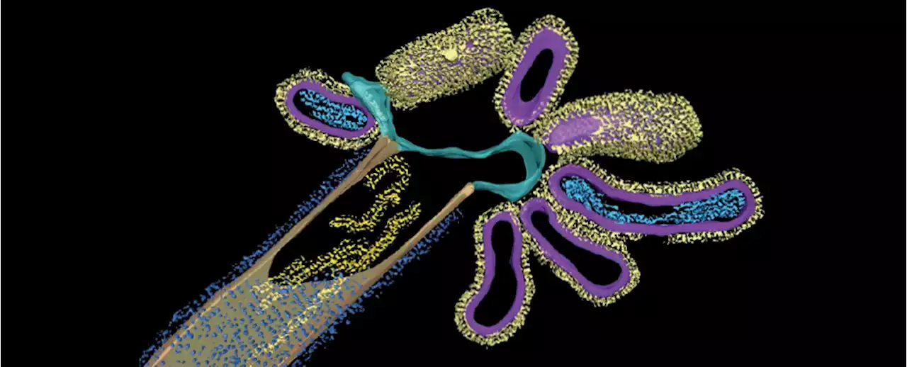 New Hybrid Virus Discovered as Flu And RSV Fuse Into Single Pathogen