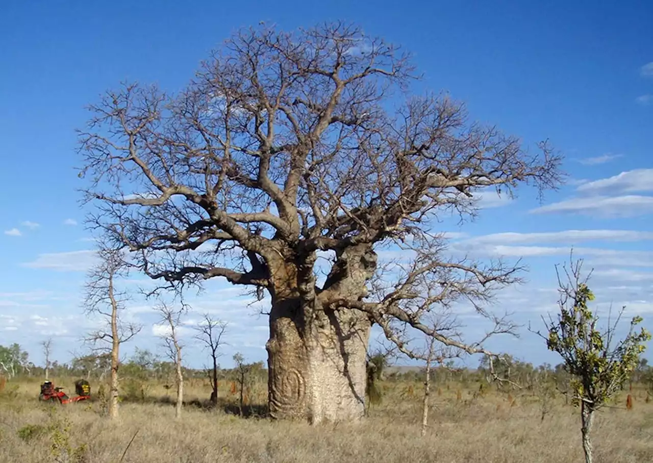 Race Against Time To Find Ancient Indigenous Carvings on Australian Boab Trees