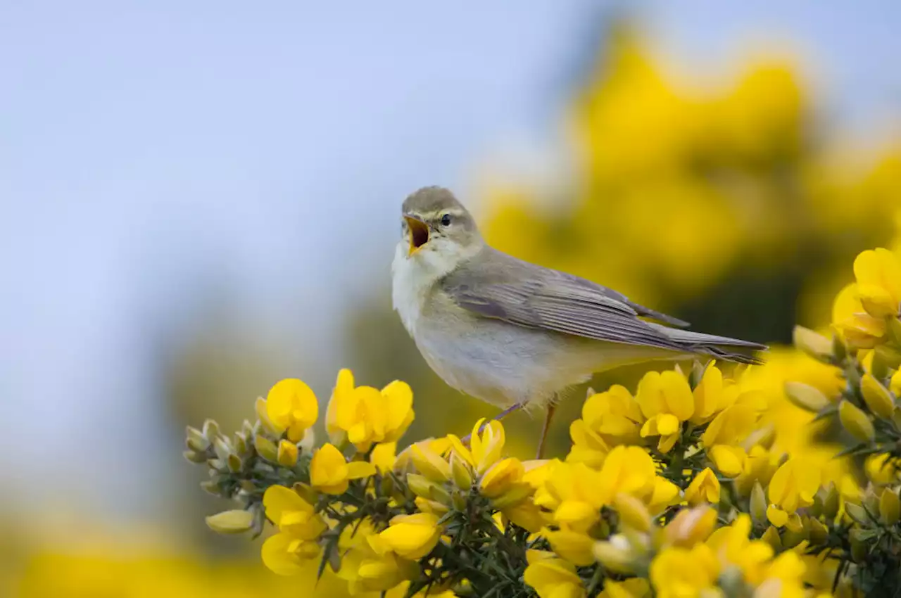 ‘Extremely rare’ bird mysteriously migrates to Marin