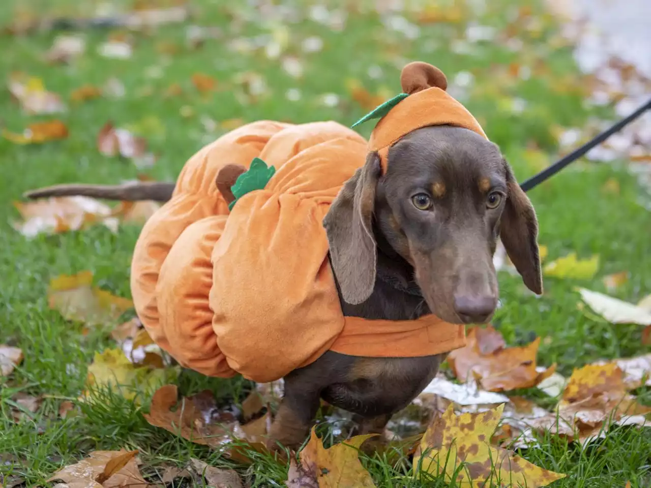 In Video and Pictures: Dachshunds get into Halloween spirit on Sausage Walk