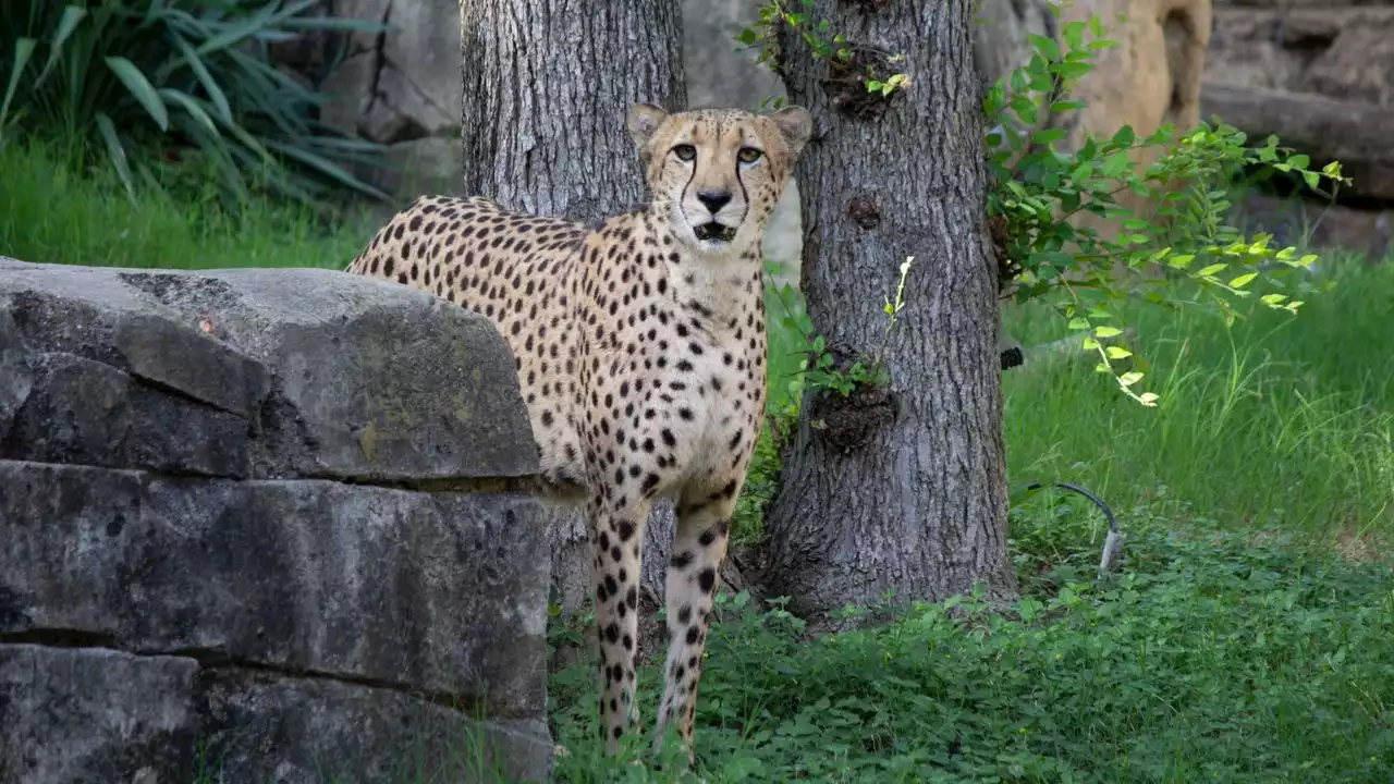 10-year-old cheetah dies at Dallas Zoo