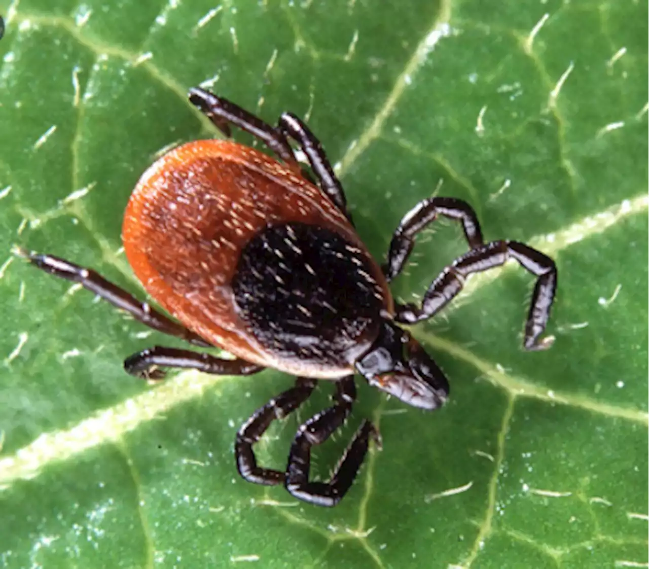 Surveillance for blacklegged ticks will be expanded outside Thunder Bay