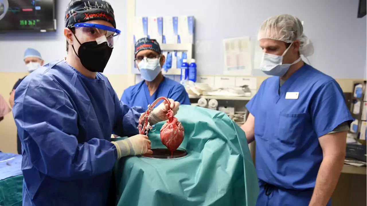 Pig Heart Transplants for Humans Already Work Better Than Doctors Hoped