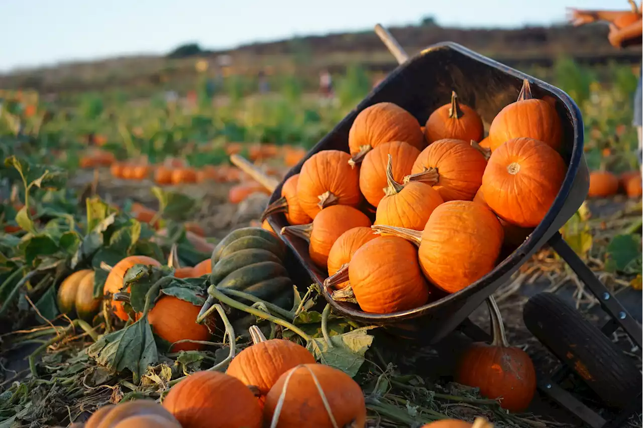 Ways to use your pumpkin to help reduce the explosion of Halloween waste