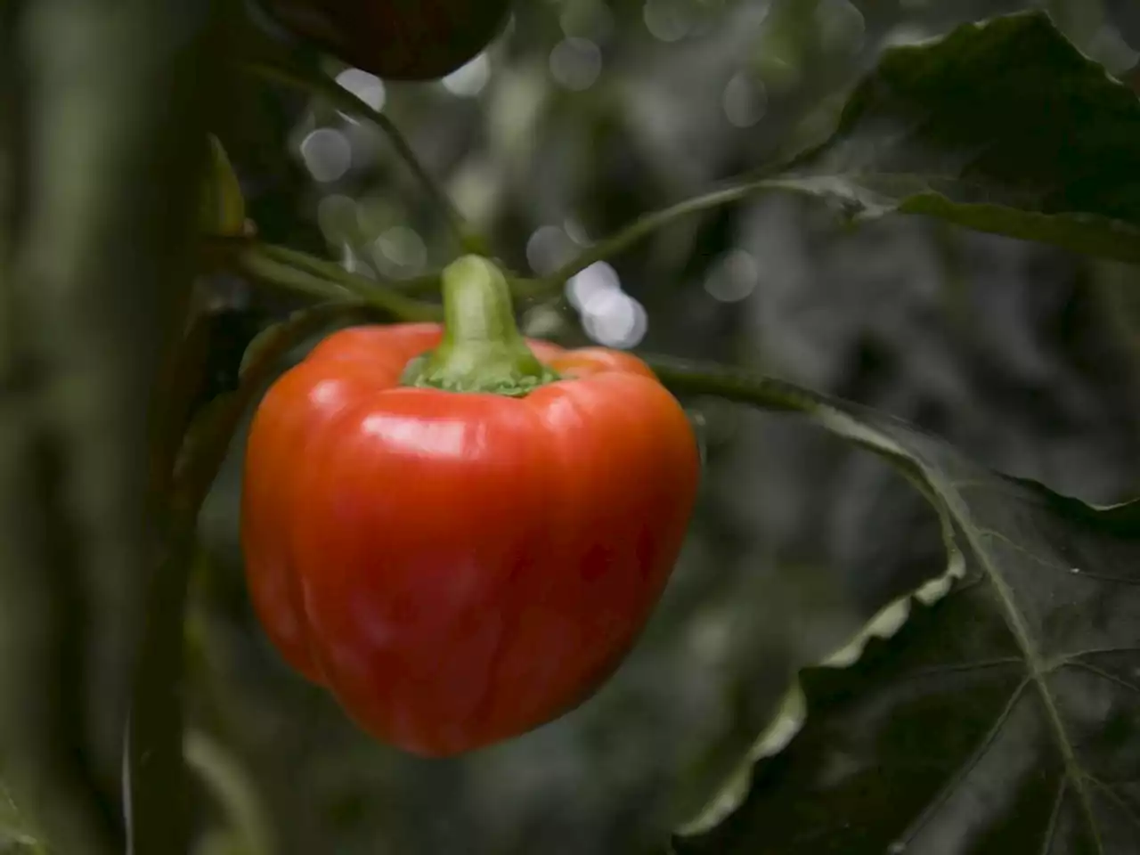 Indoor growing could feed Canadians — and others — year-round