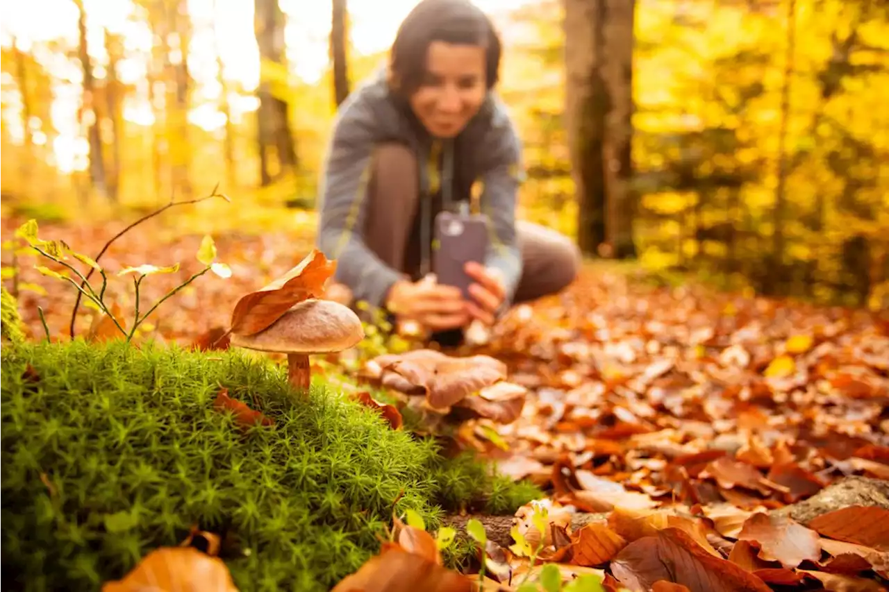 Peut-on se se fier aux applis de reconnaissance des champignons ?